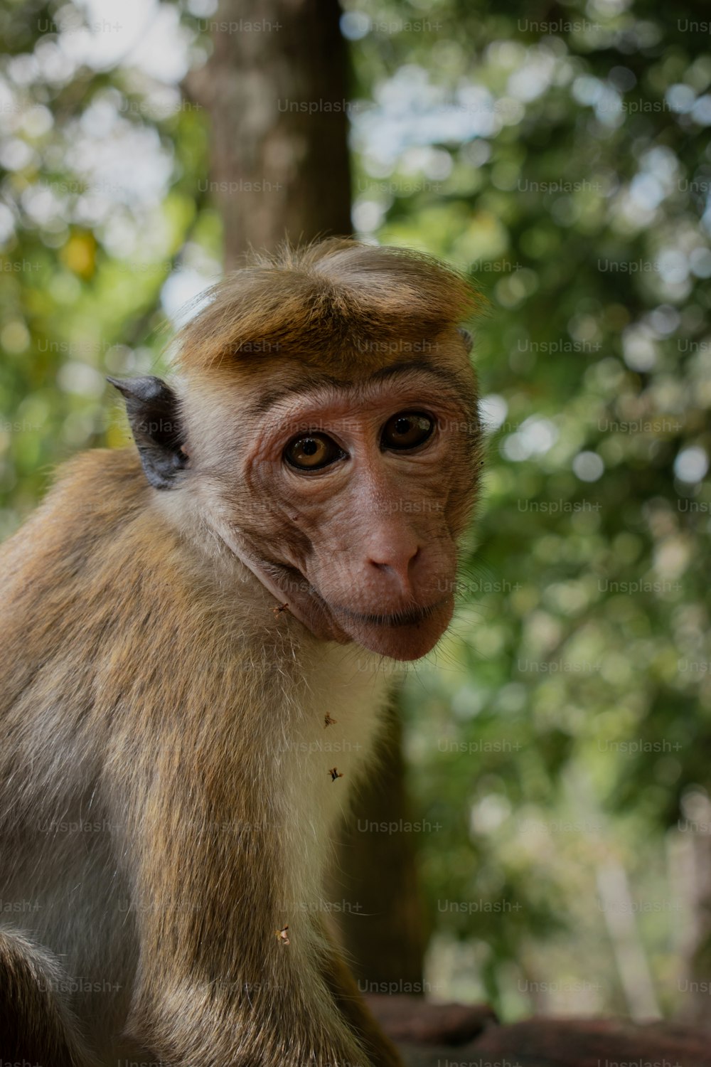 a monkey sitting on top of a tree branch