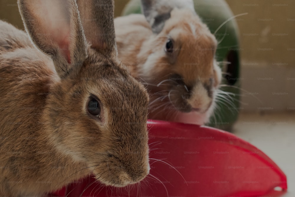 Dos conejos están sentados en un cuenco rojo