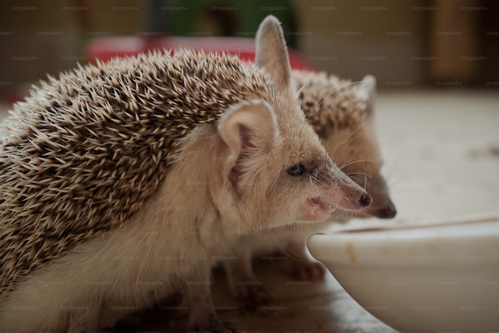 two hedgehogs eating out of a white bowl