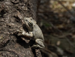 a small frog is sitting on a tree