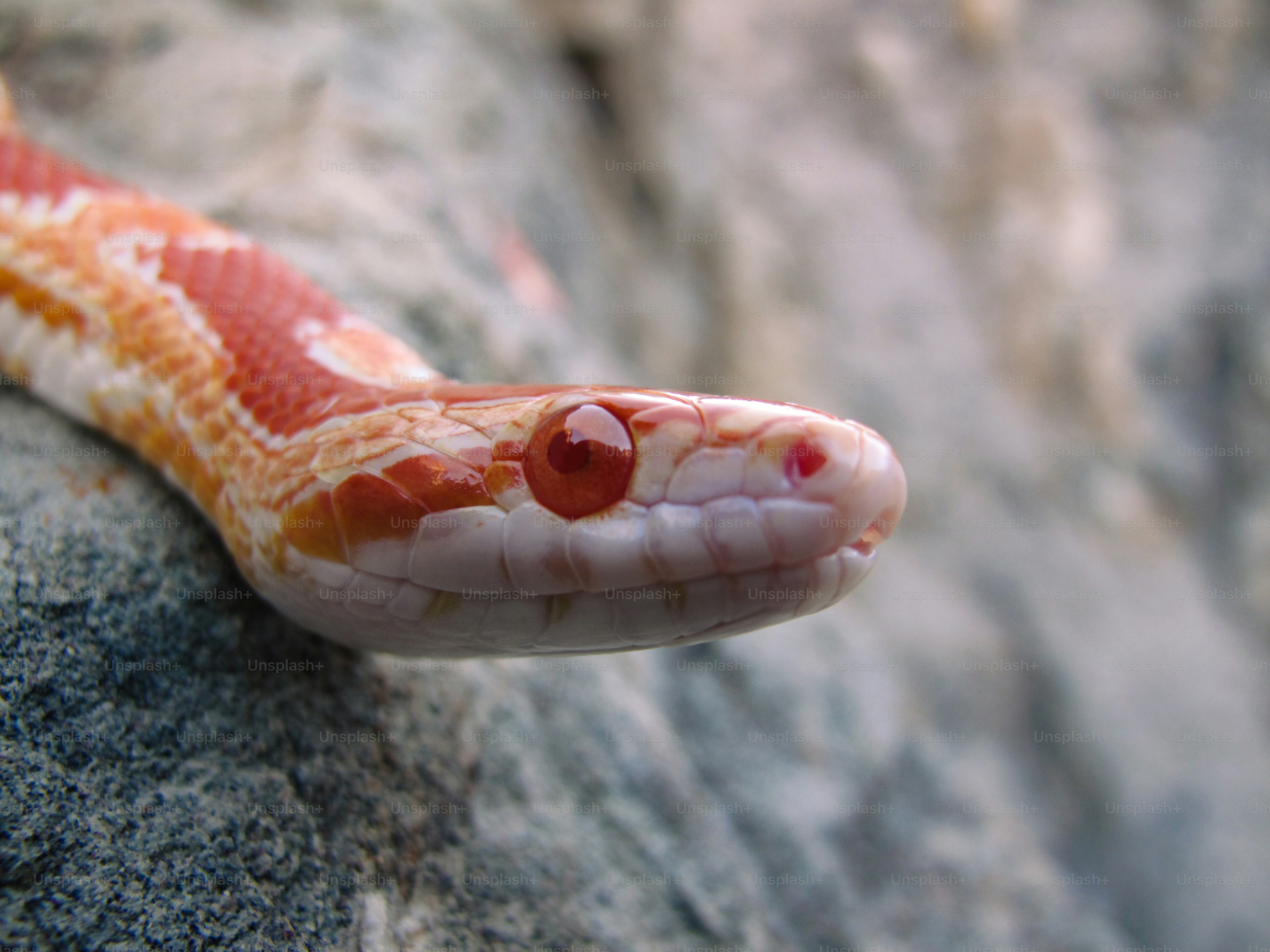 Corn snake in San Luis Obispo.