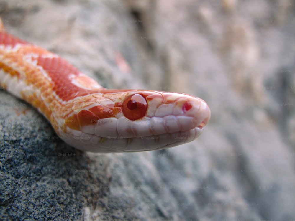 a close up of a snake on a rock