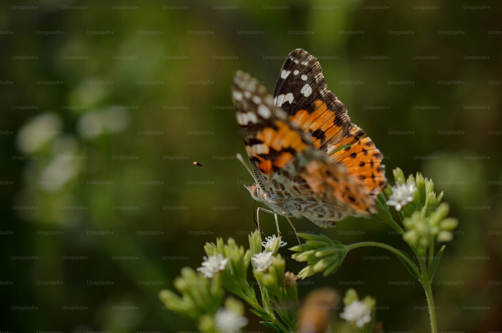 an orange and white butterfly sitting on a flower
