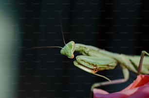 a close up of a praying mantissa on a flower