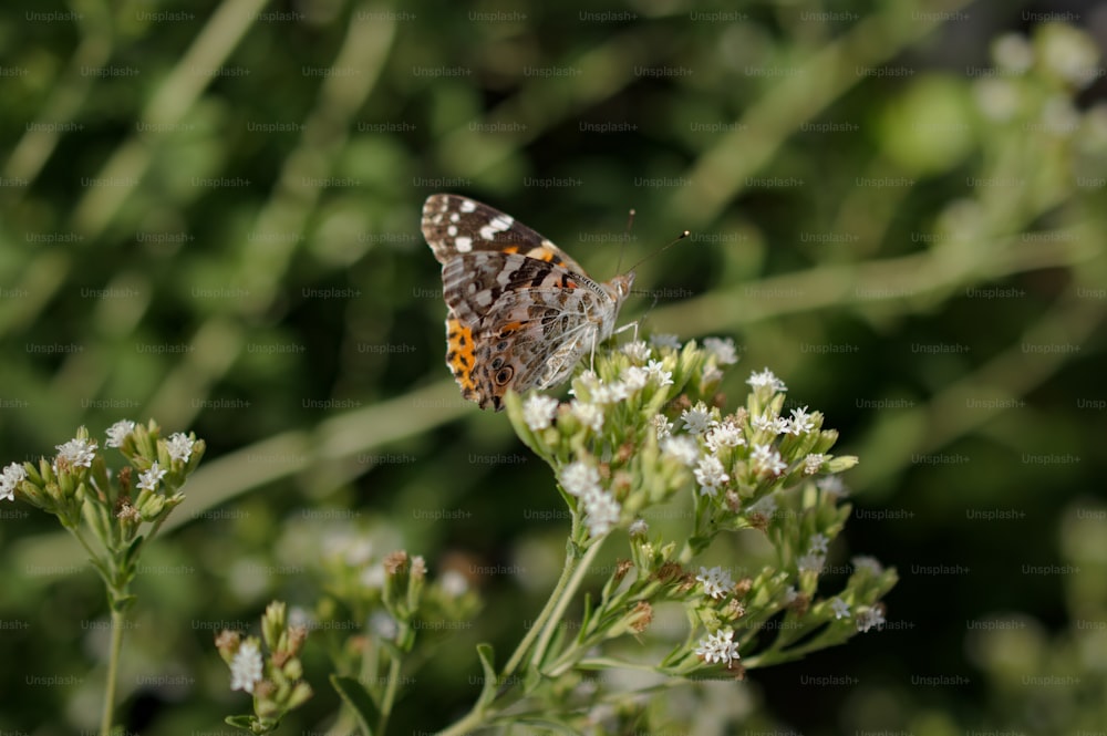a brown and white butterfly sitting on a flower