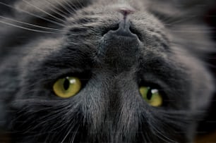 a close up of a cat's face with yellow eyes