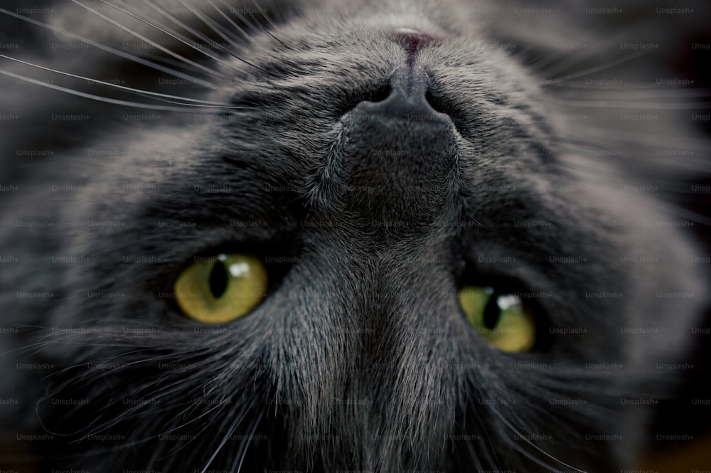 a close up of a cat's face with yellow eyes