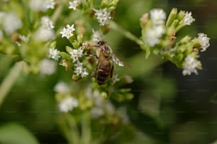 a bee sitting on top of a white flower