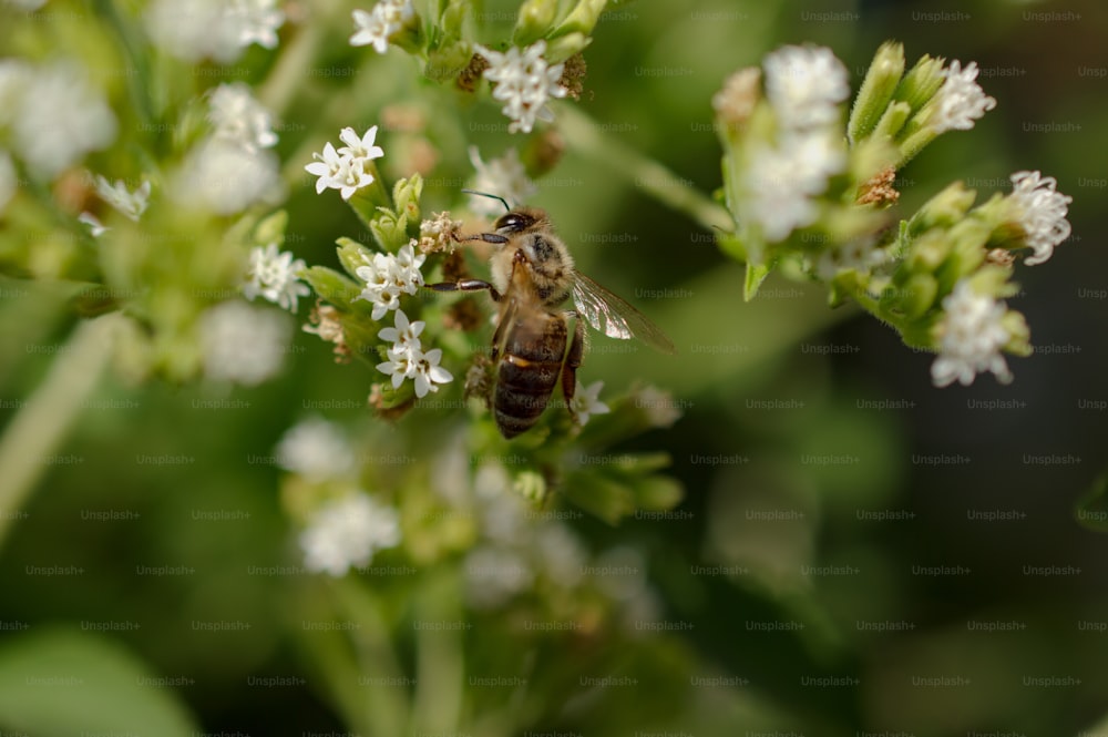 흰 꽃 위에 앉아 있는 꿀벌