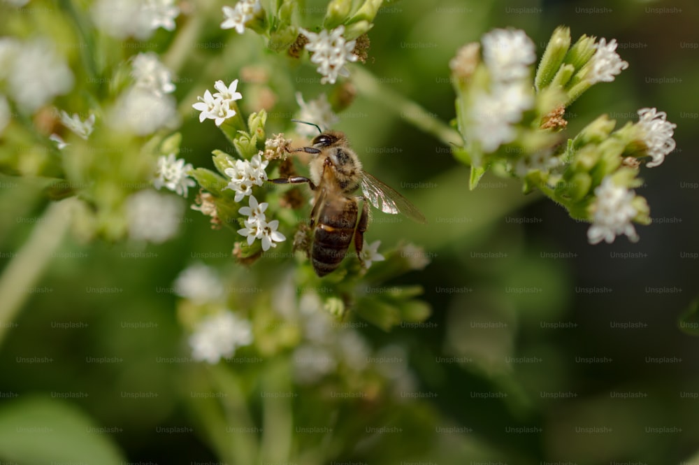 a bee sitting on top of a white flower