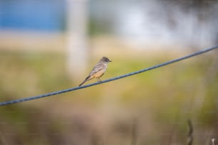 Un piccolo uccello è seduto su un filo