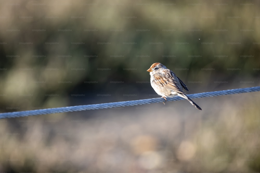 Un pájaro pequeño está sentado en un cable