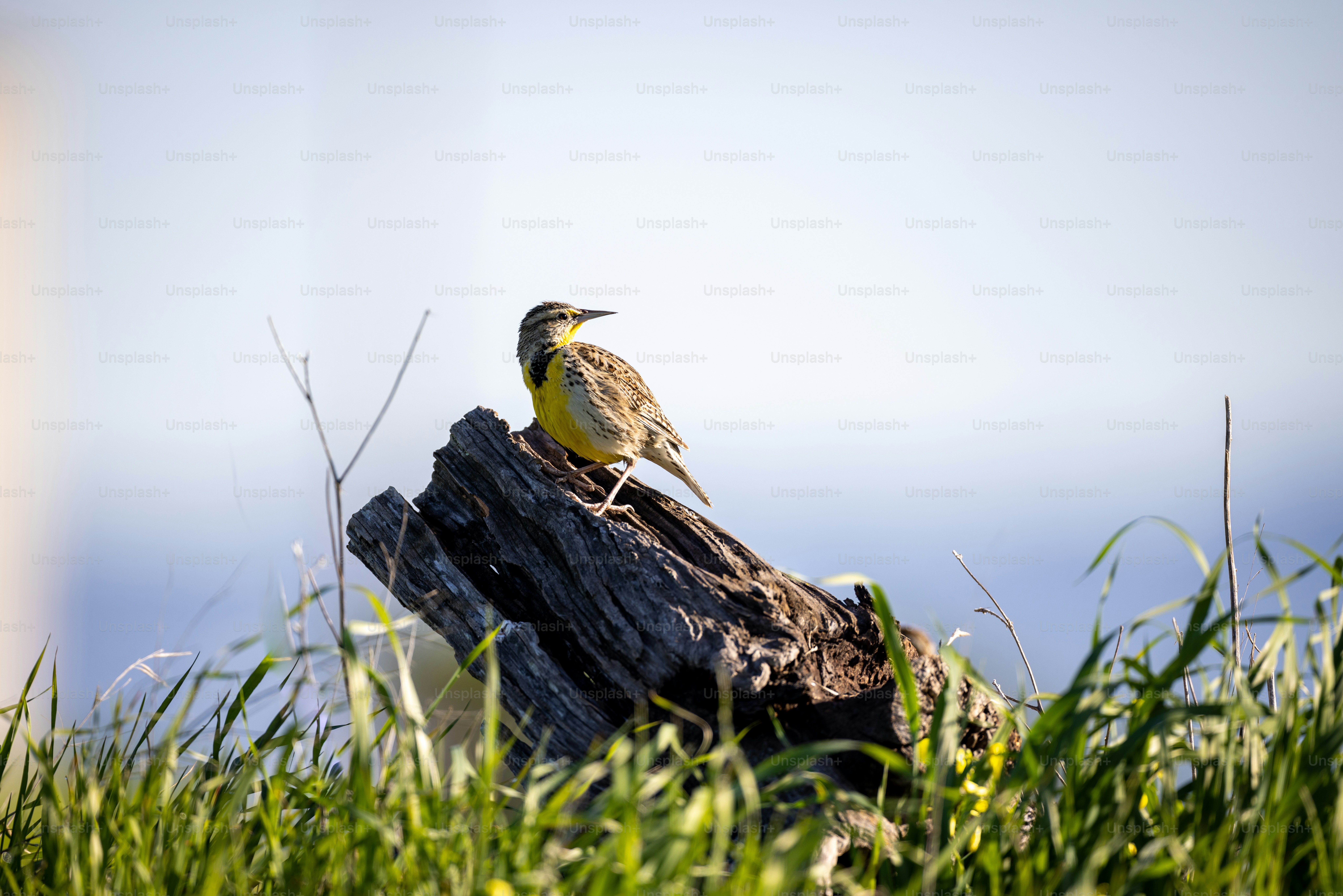 a bird sitting on top of a tree stump