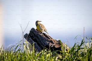 un oiseau assis au sommet d’une souche d’arbre