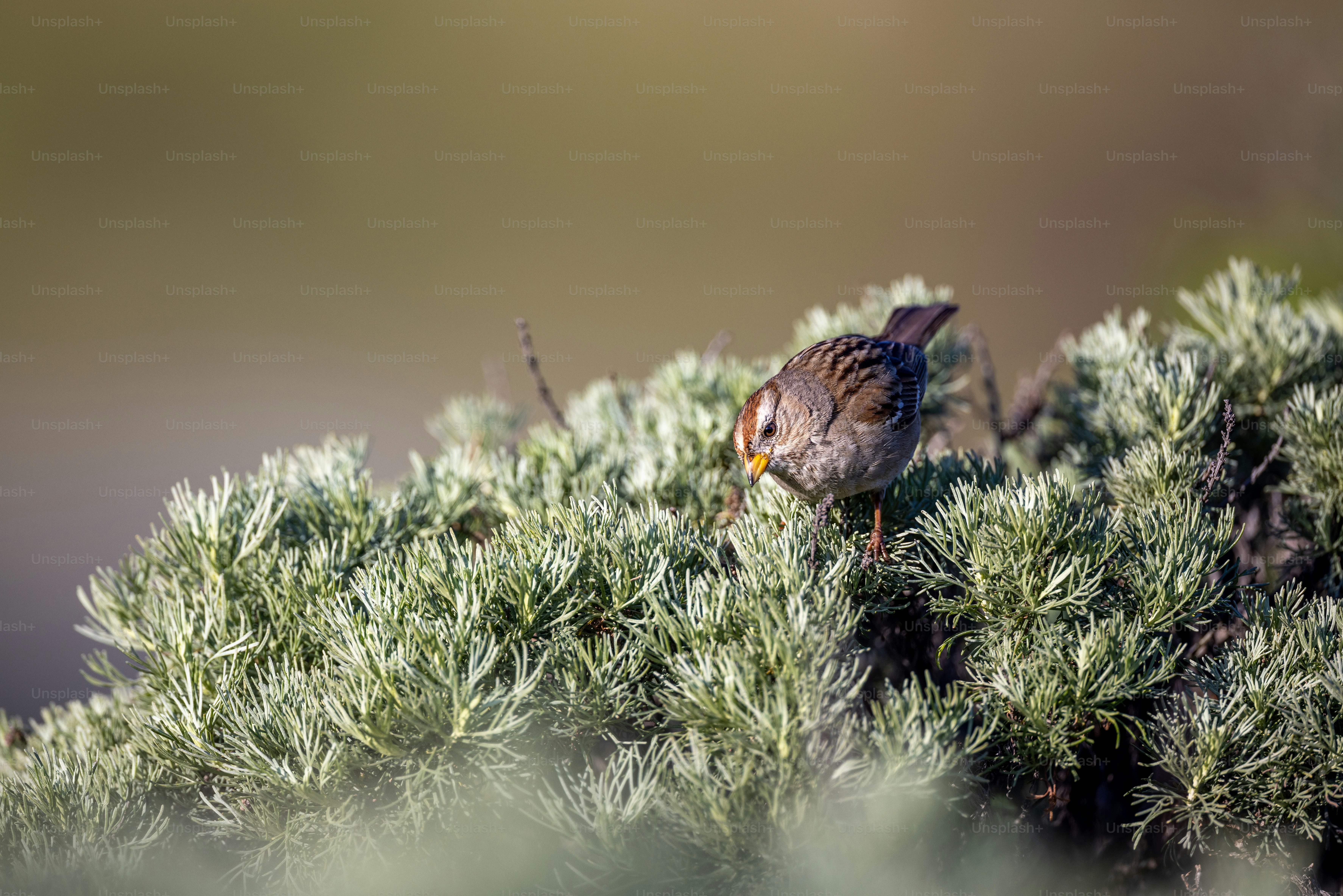a small bird perched on top of a tree branch