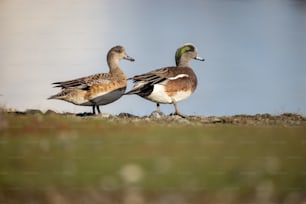 a couple of ducks standing on top of a grass covered field