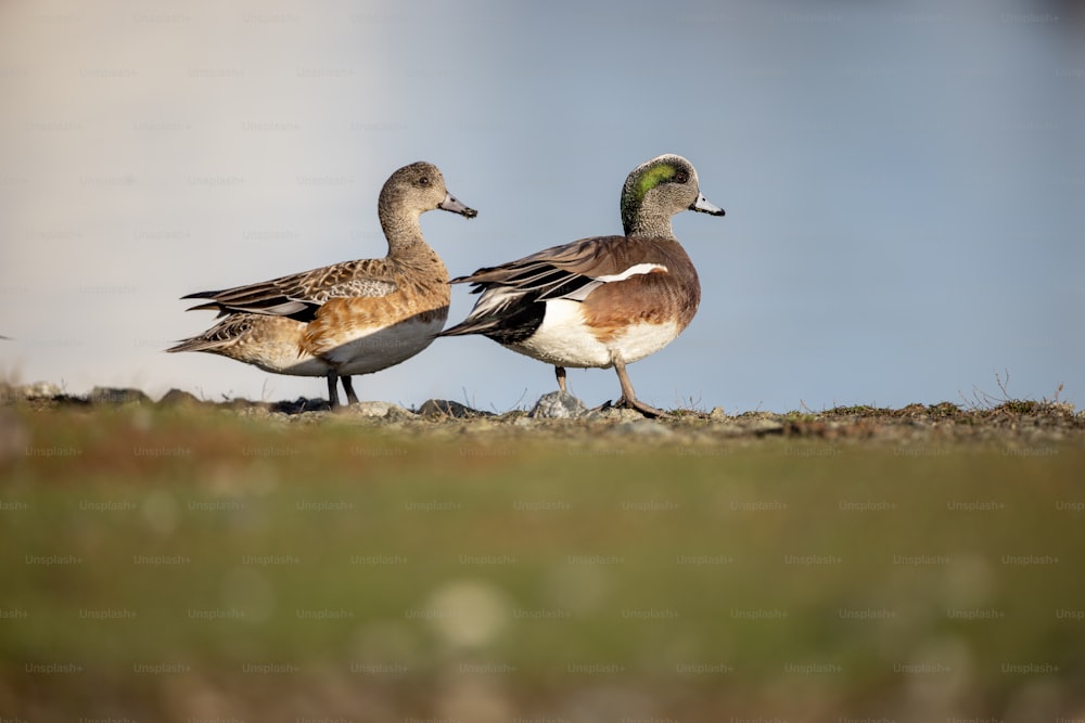 a couple of ducks standing on top of a grass covered field