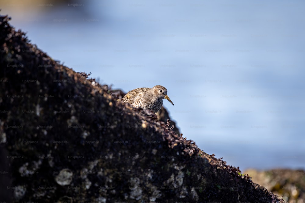 um pequeno pássaro sentado em cima de uma rocha