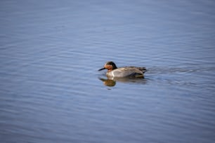 a duck floating on top of a body of water