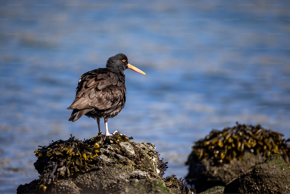 a bird is standing on a rock by the water