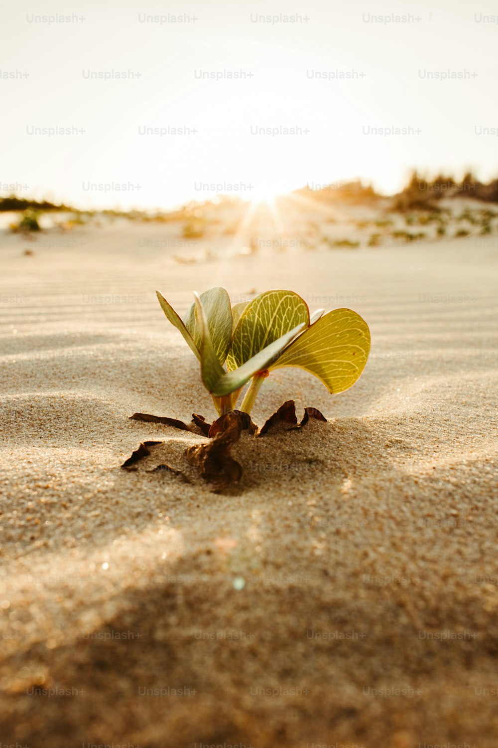 a small plant sprouts out of the sand
