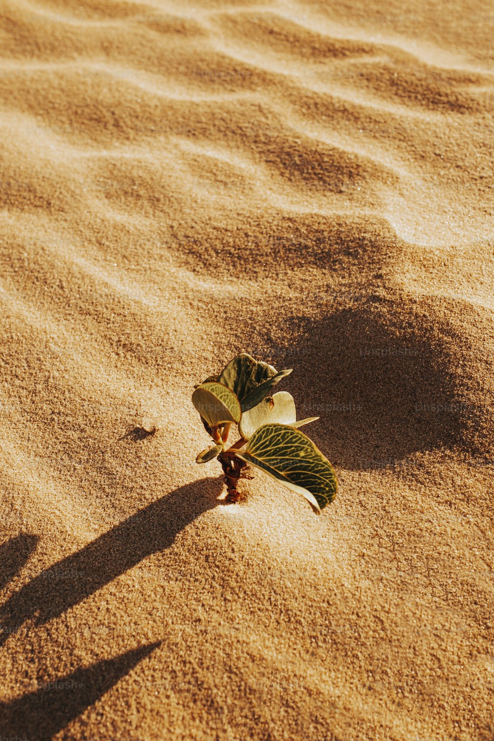 a small plant is growing out of the sand