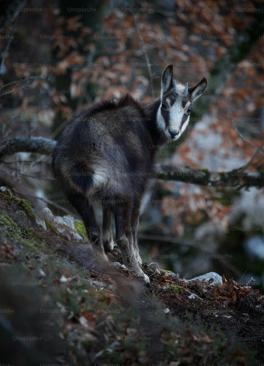 a black and white goat standing on top of a hill
