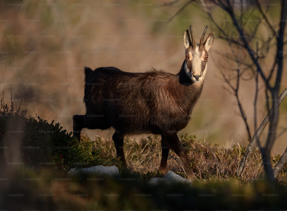 a goat is standing in the grass near a tree