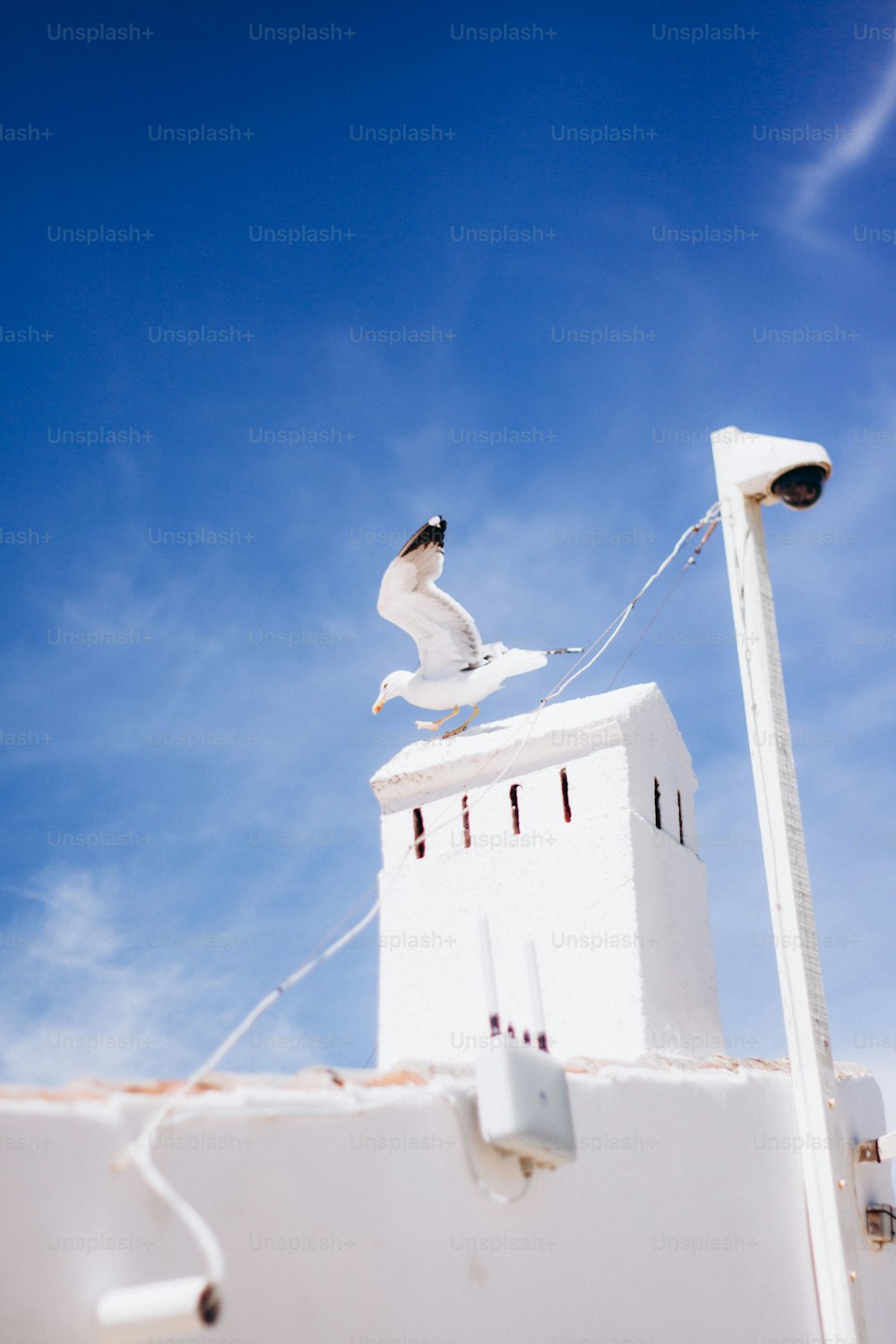 Un oiseau assis au sommet d’un bâtiment blanc