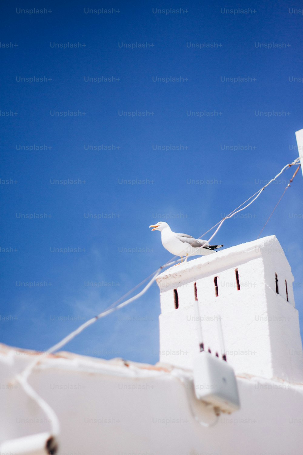 uma gaivota sentada no topo de um prédio branco