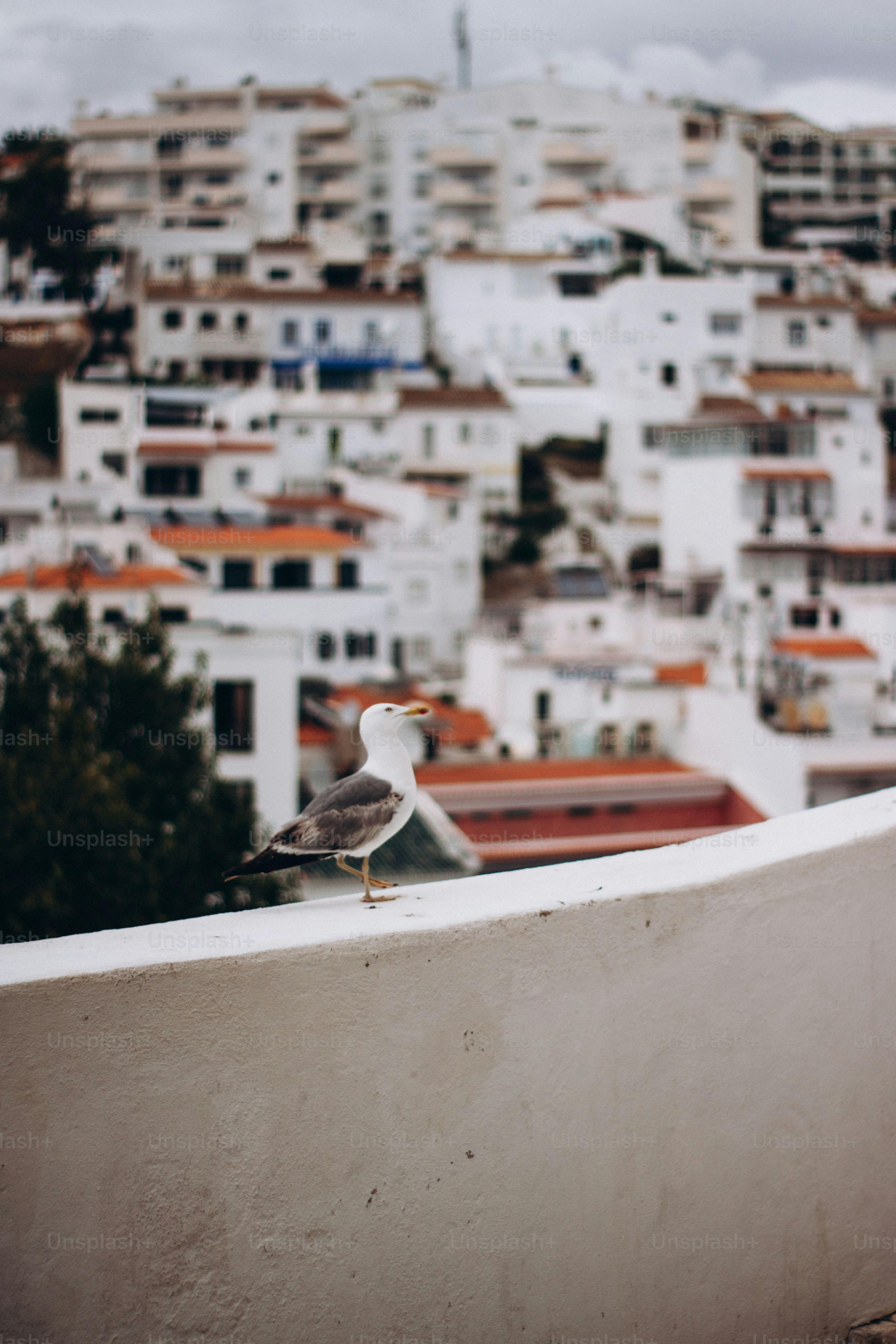 uma gaivota sentada à beira de um muro em frente a uma cidade