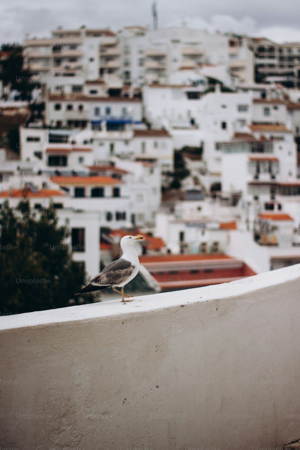 a seagull sitting on the edge of a wall in front of a city