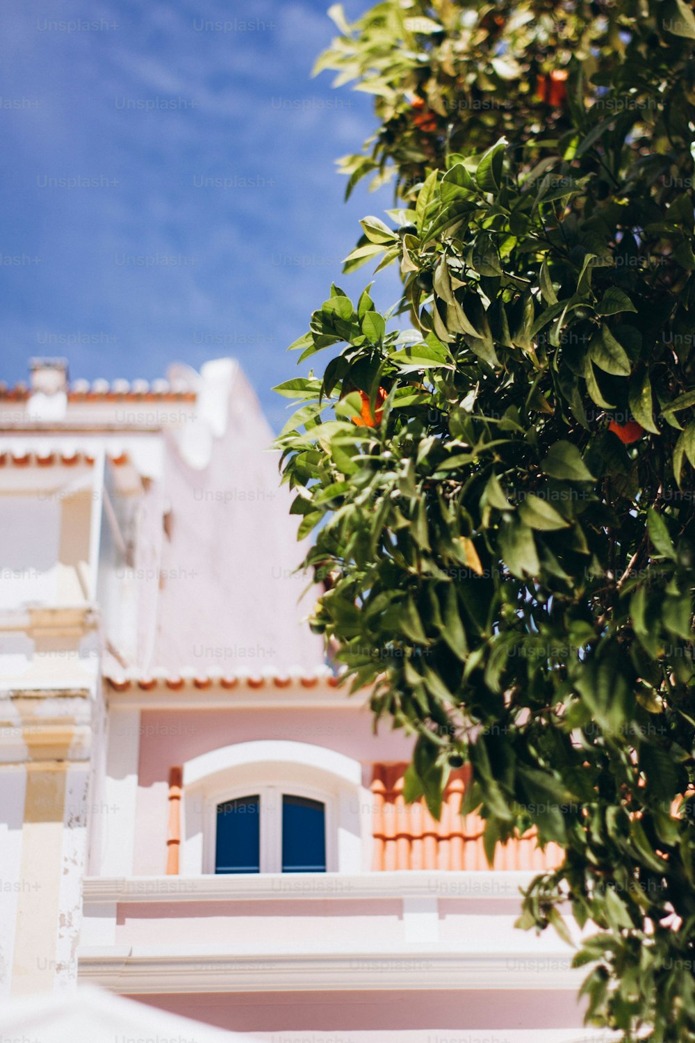 an orange tree in front of a white building