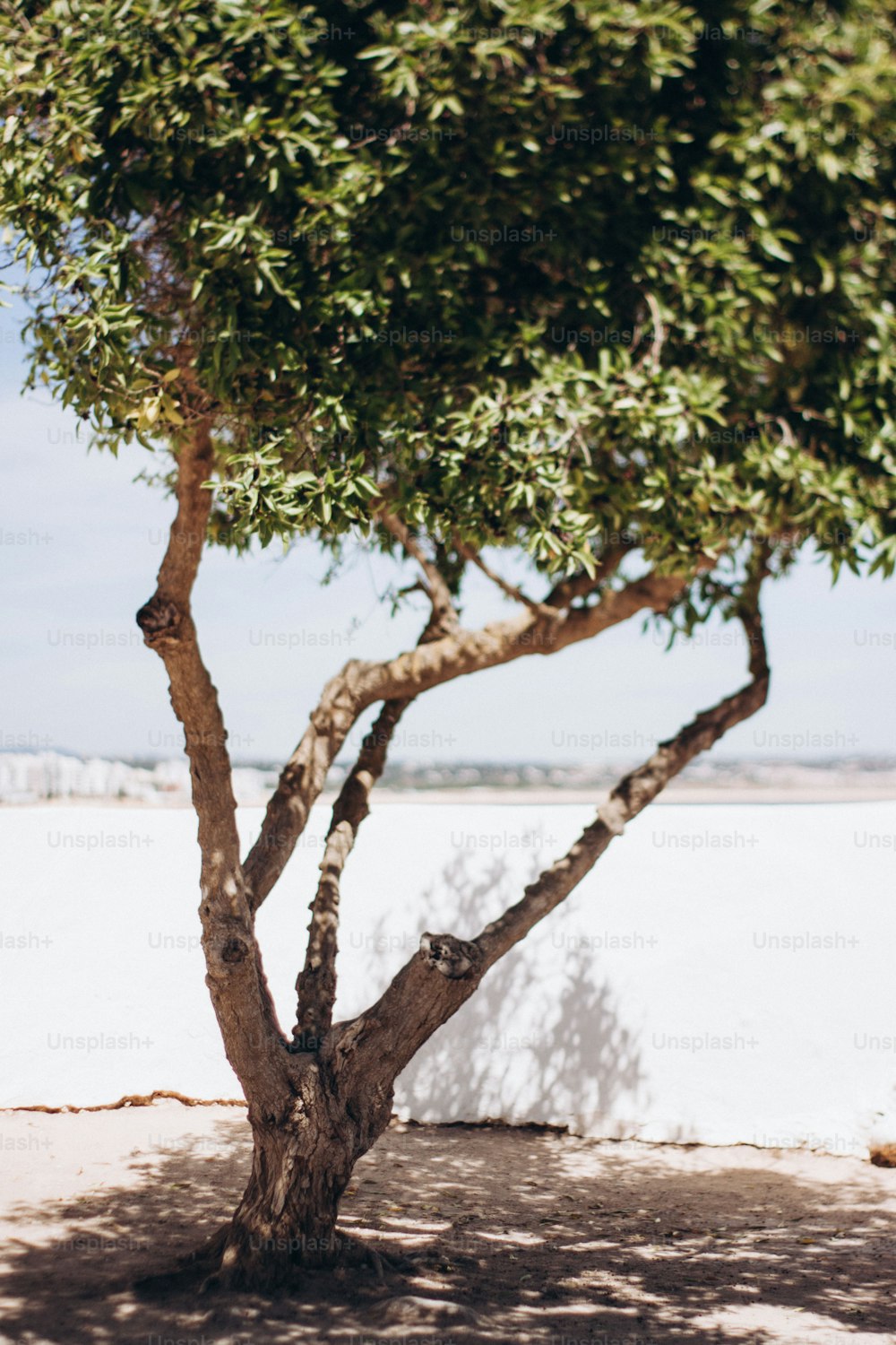 a tree with a white wall in the background