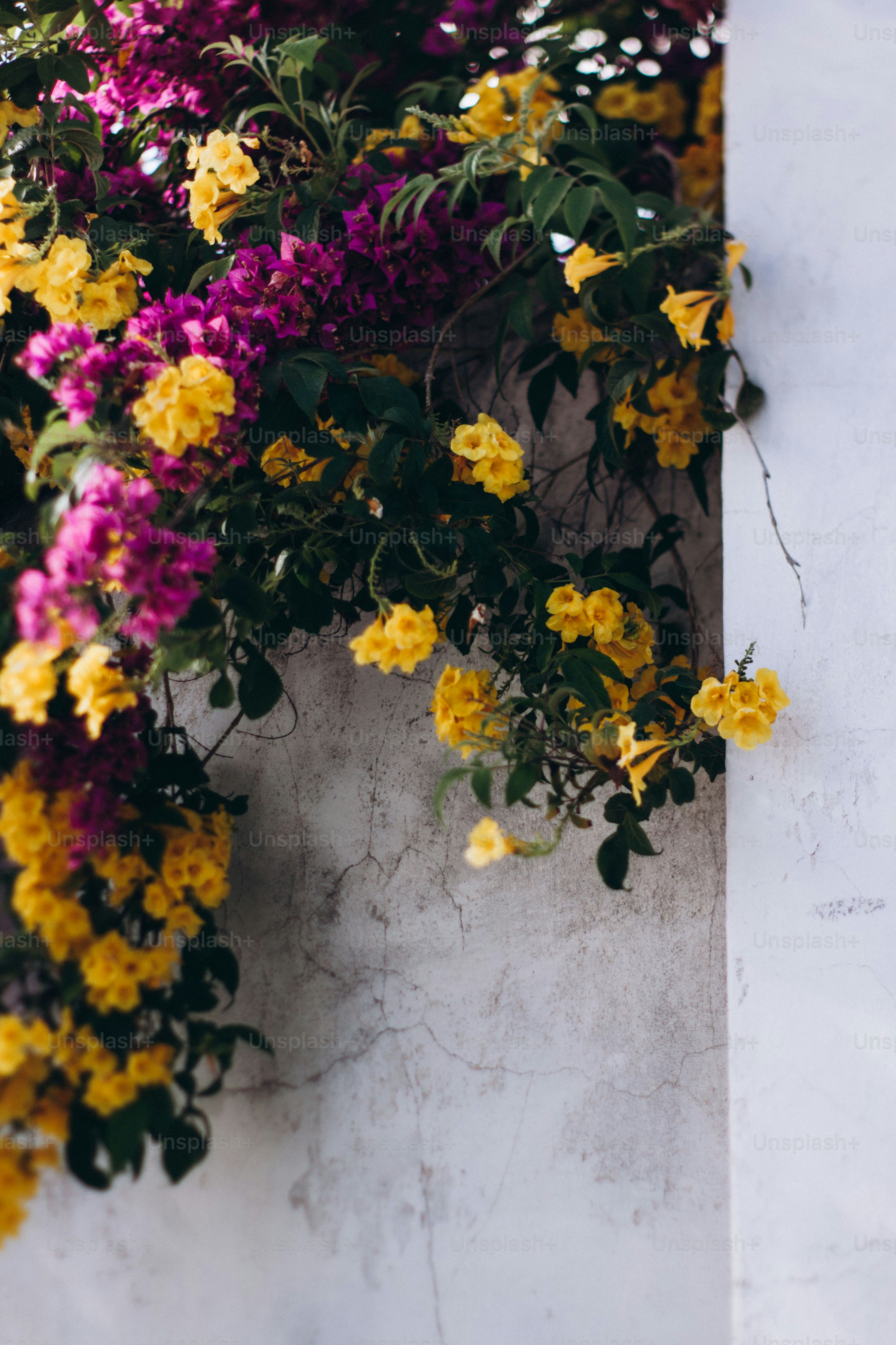 a bunch of flowers that are on a wall