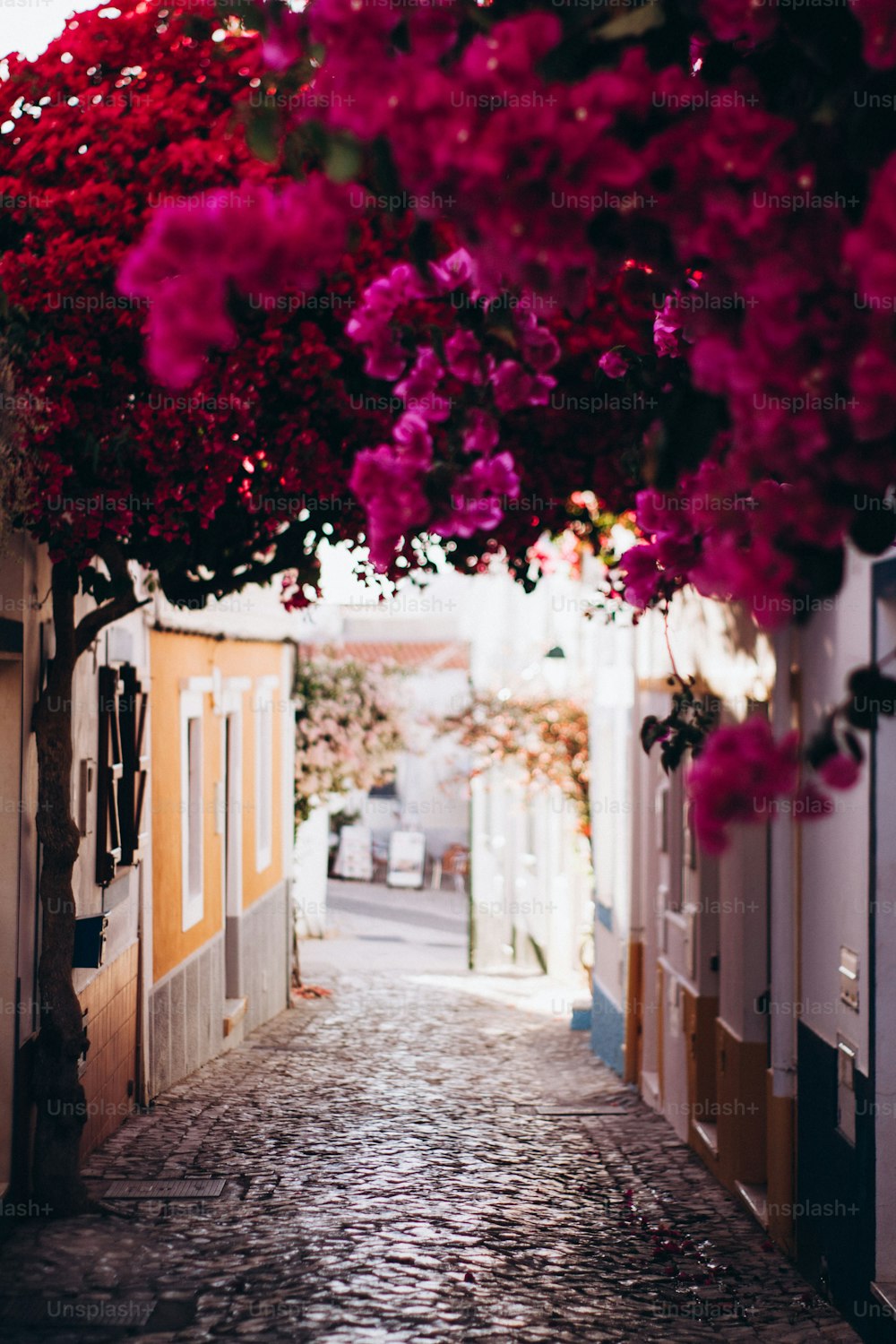 a narrow street with a bunch of flowers hanging over it