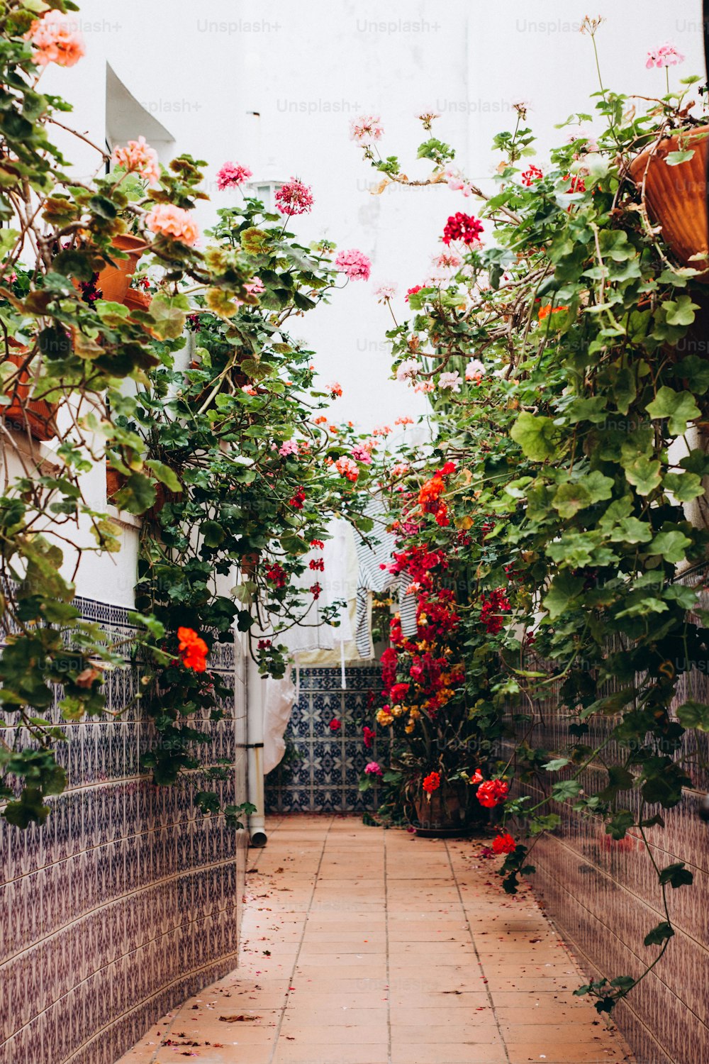 a narrow walkway lined with potted plants and flowers