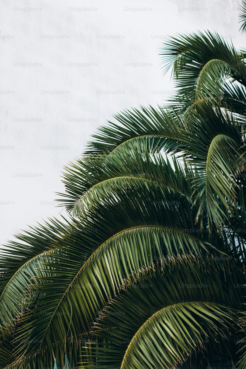 Un grand palmier à côté d’un mur blanc