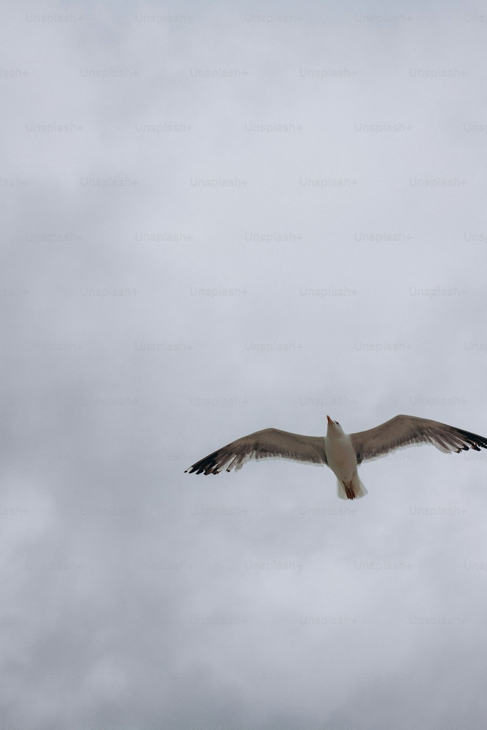 a seagull flying in the sky on a cloudy day
