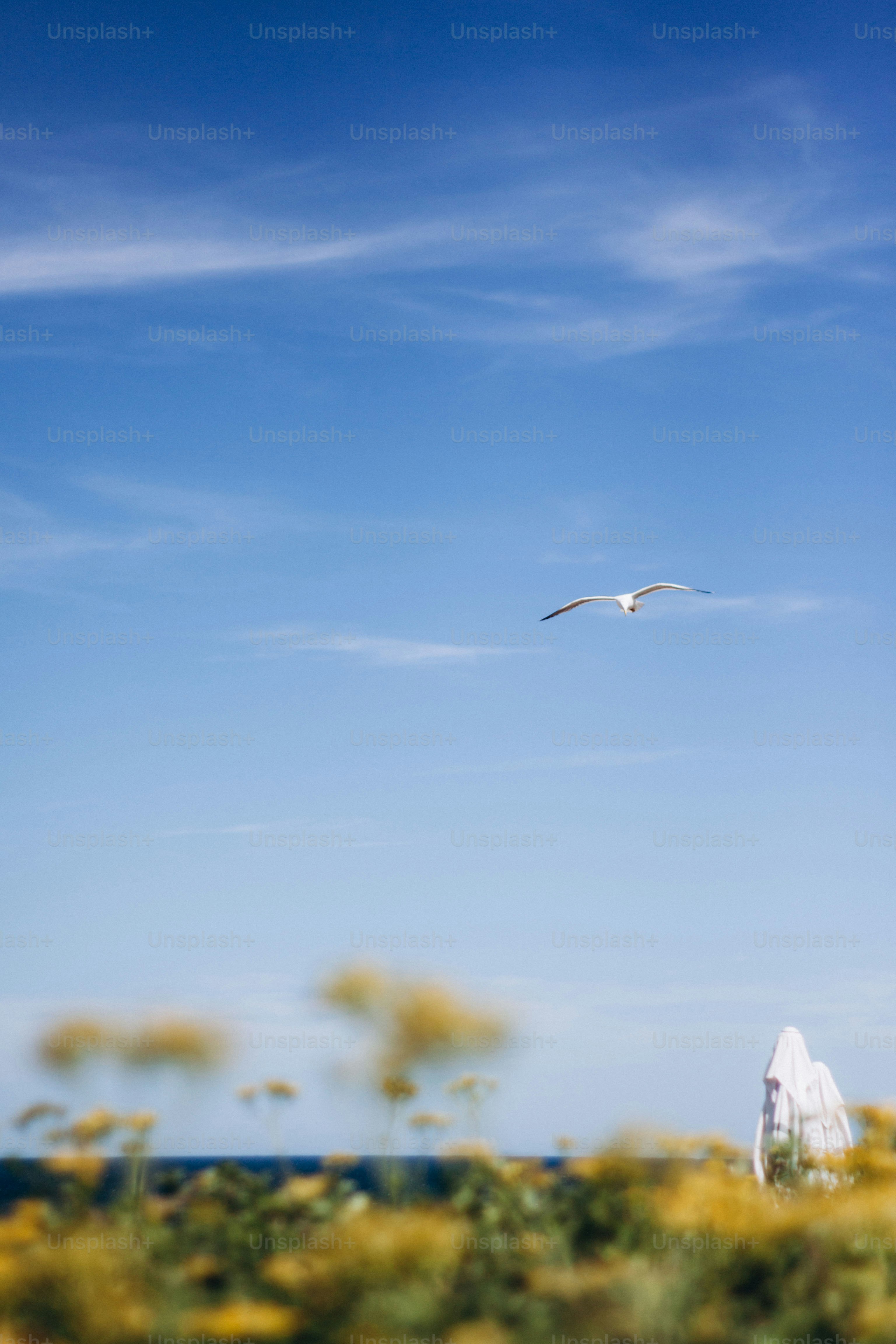 a bird flying over a field of yellow flowers