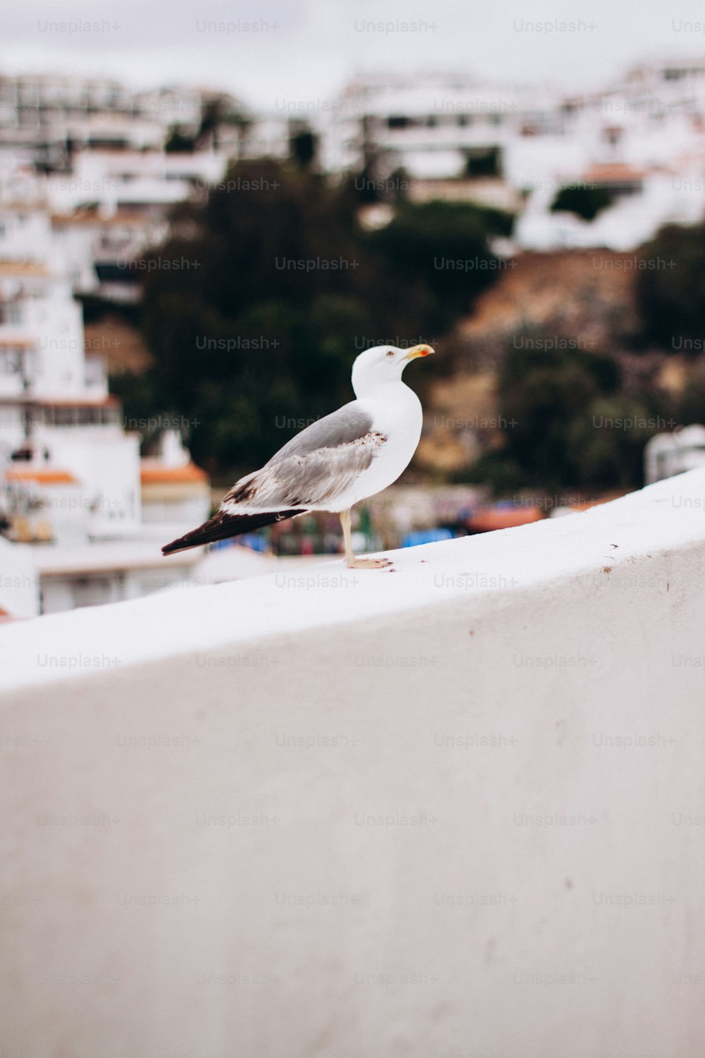 a seagull sitting on the edge of a wall
