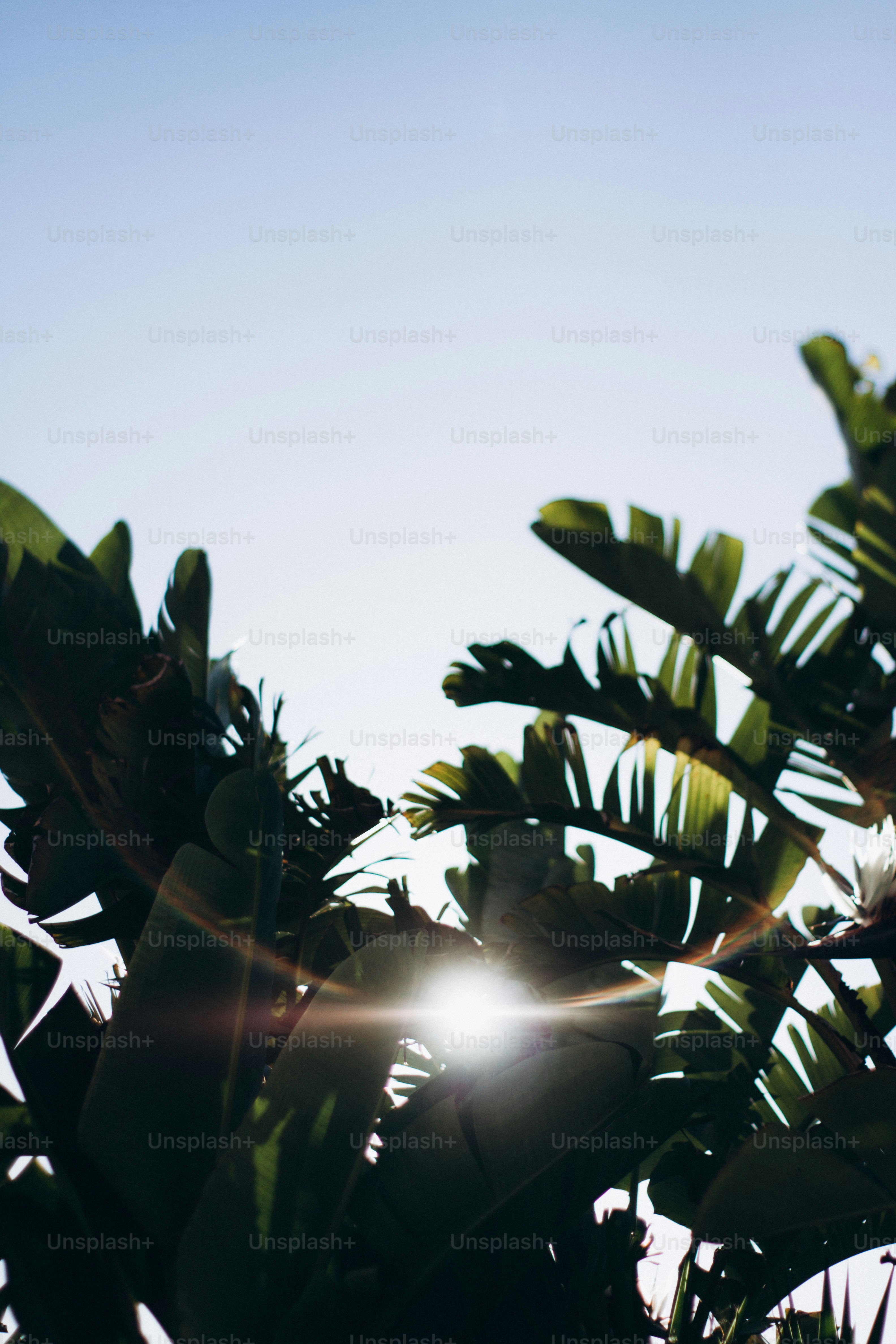 the sun is shining through the leaves of a tree