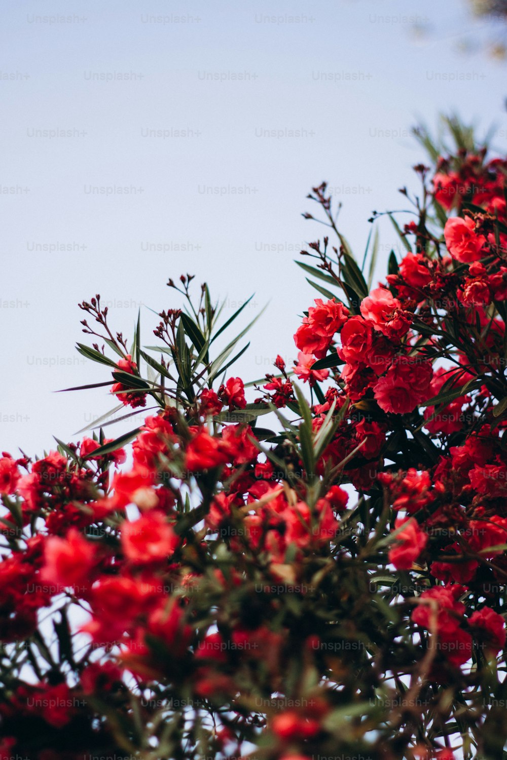 전경에 붉은 꽃이 있고 배경에 푸른 하늘이 있는 나무