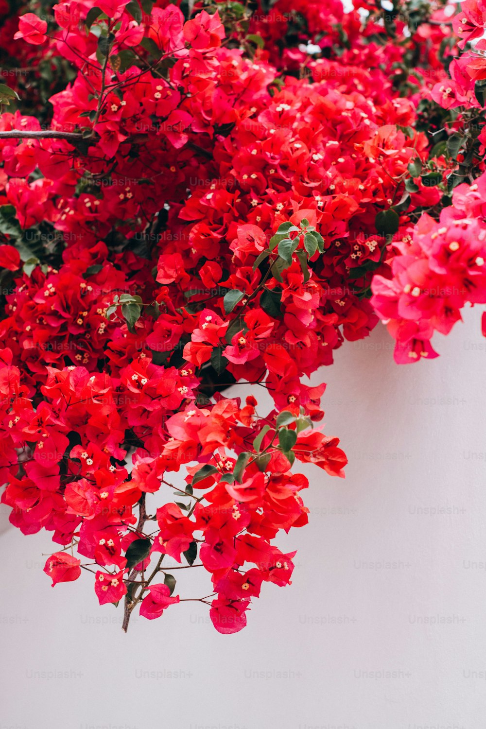 um ramo de flores vermelhas em uma parede branca