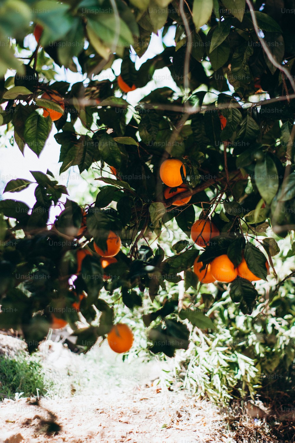 an orange tree filled with lots of ripe oranges