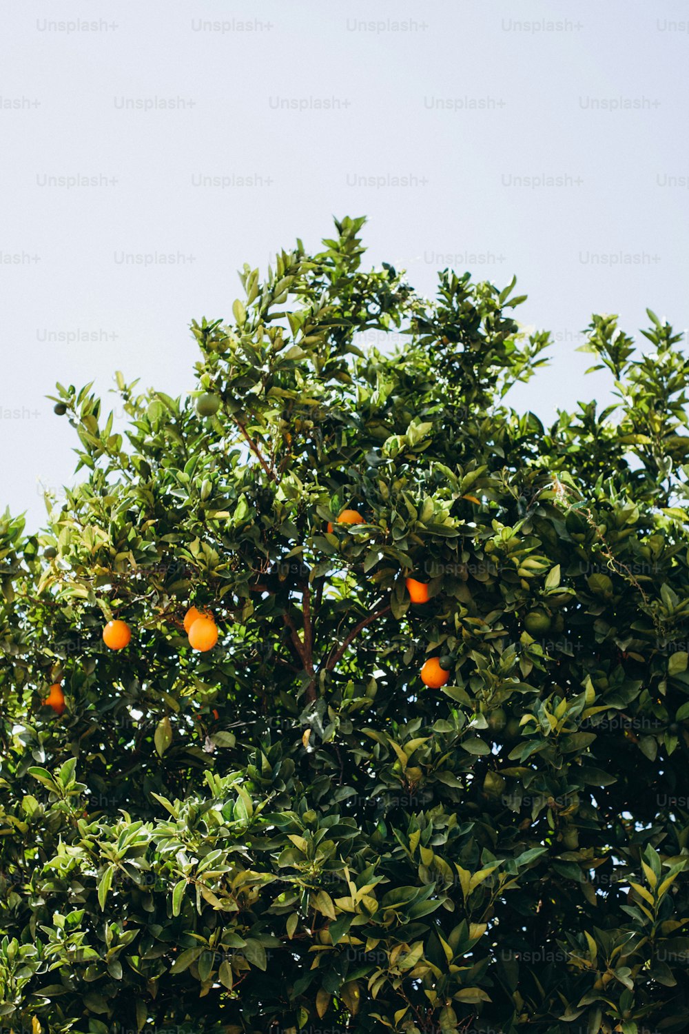 an orange tree with oranges growing on it