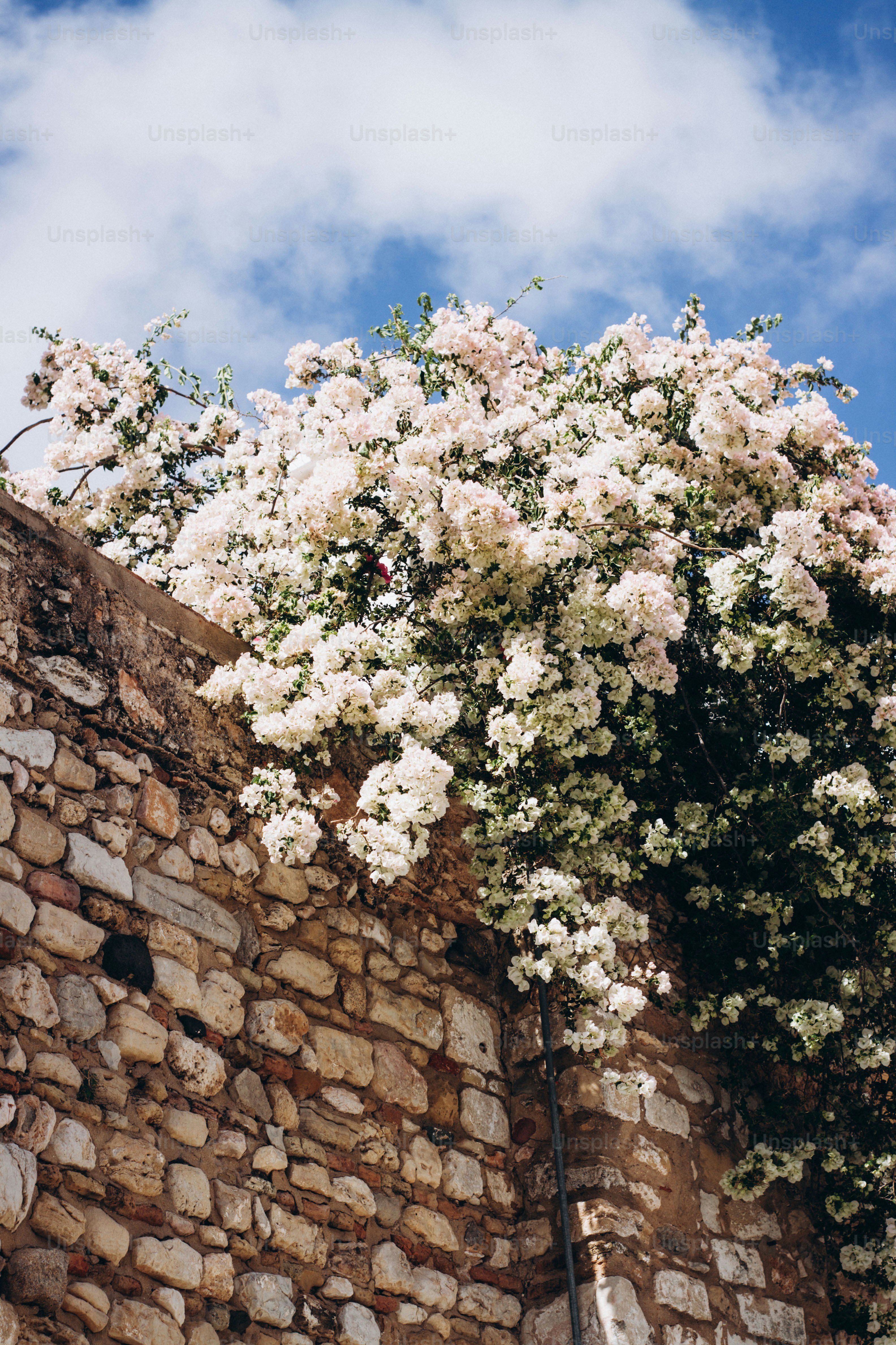 Ein Baum, der neben einer Ziegelmauer steht