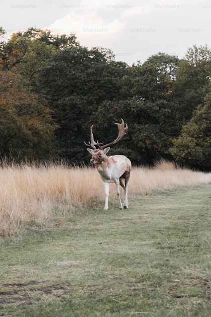Hunter in saddle system positioned against large oak tree in hardwood forest