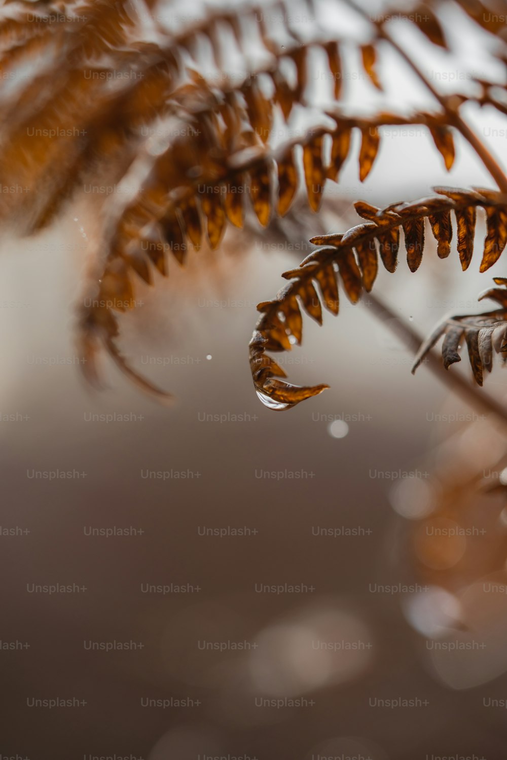 a close up of a plant with drops of water on it