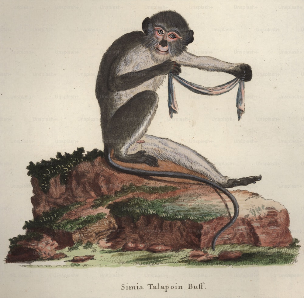 1850年頃:「シミア・タラポイン・バフ」と呼ばれる、布で遊ぶ西アフリカの小さな猿。オリジナルアートワーク:De Sereの後のH J Tyroffによる彫刻。 (写真提供:Hulton Archive/Getty Images)